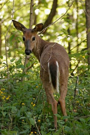 deer