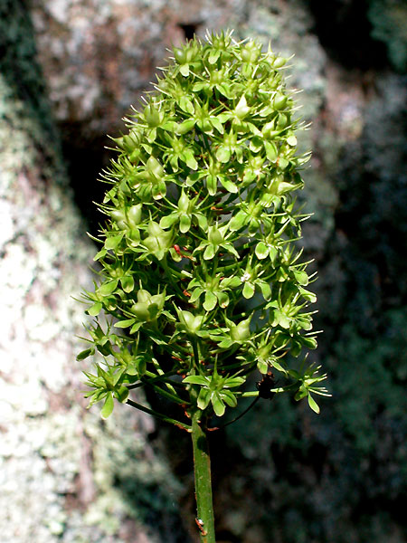 Amianthium Muscitoxicum 