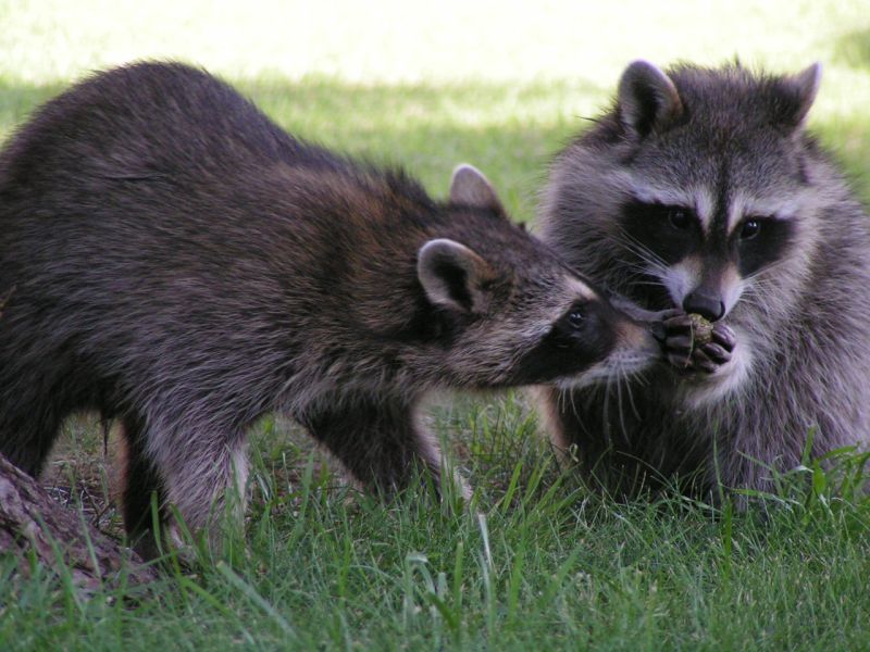 baby raccoons