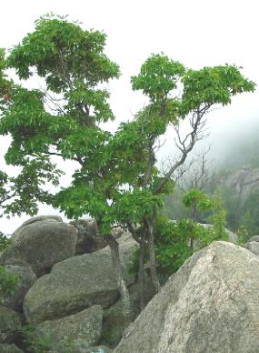 Sassafras trees